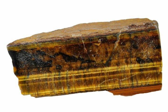Polished Tiger's Eye Section - South Africa #148269